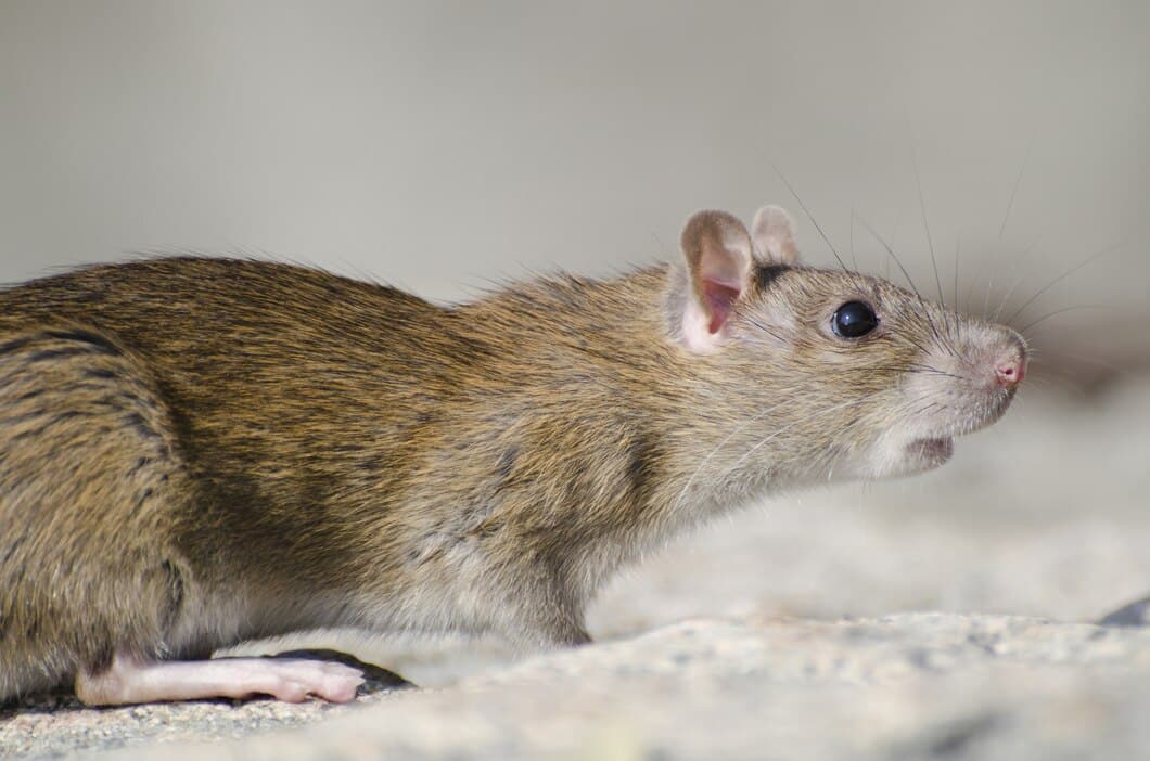 Rodent Control Abu Dhabi