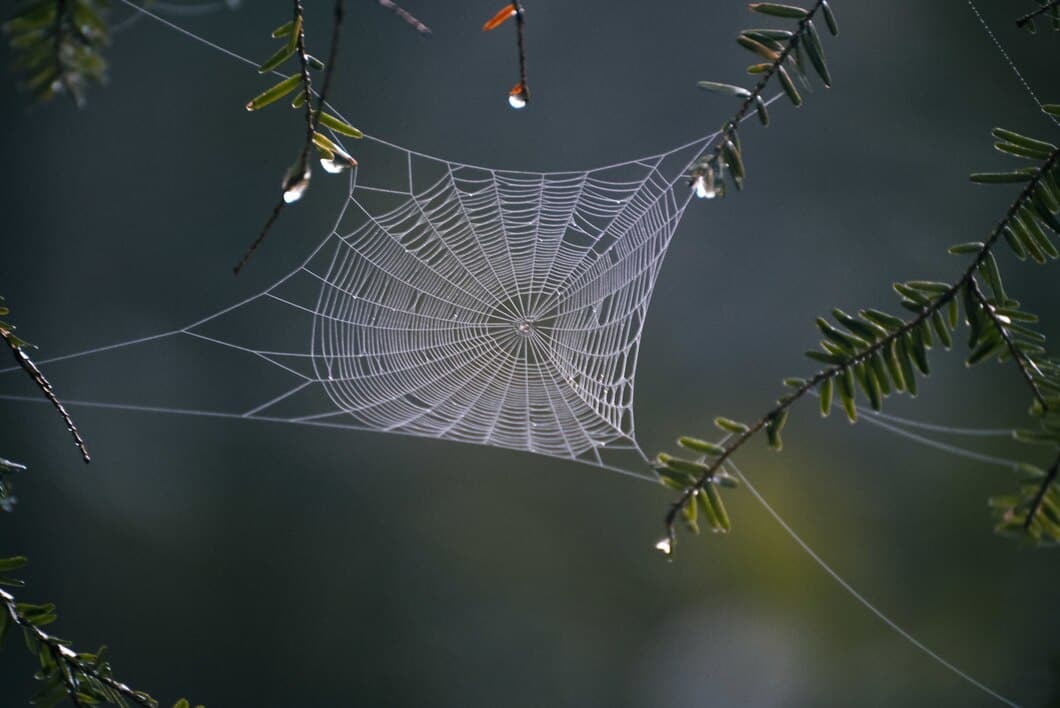 Spider Control