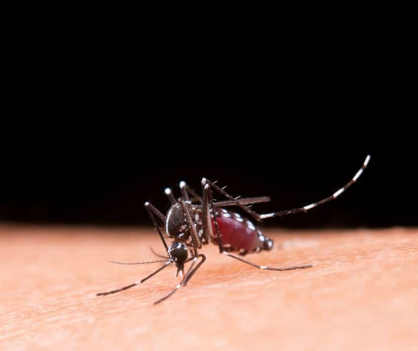 Mosquitoes Control