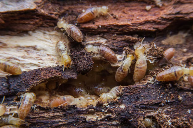 Termites Control