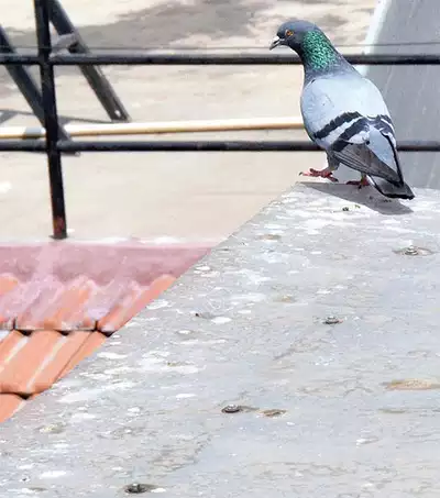 Birds Control Abu Dhabi