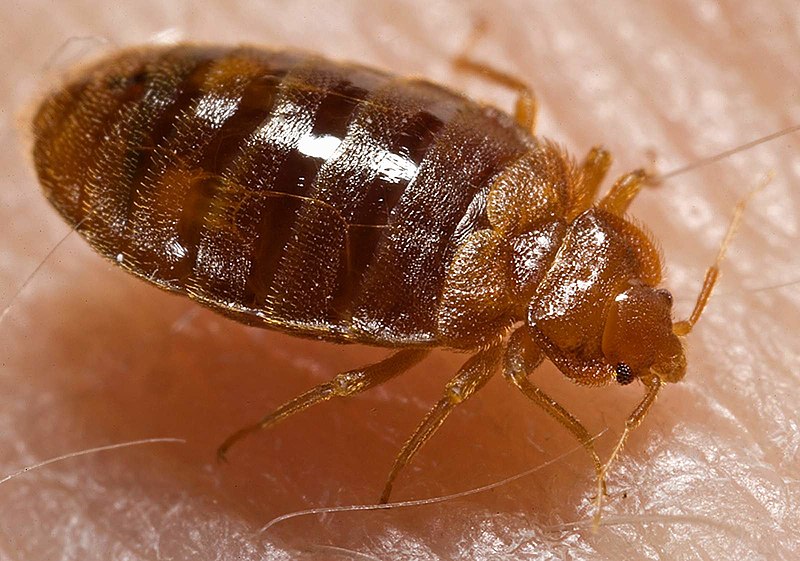 Bed Bug Control