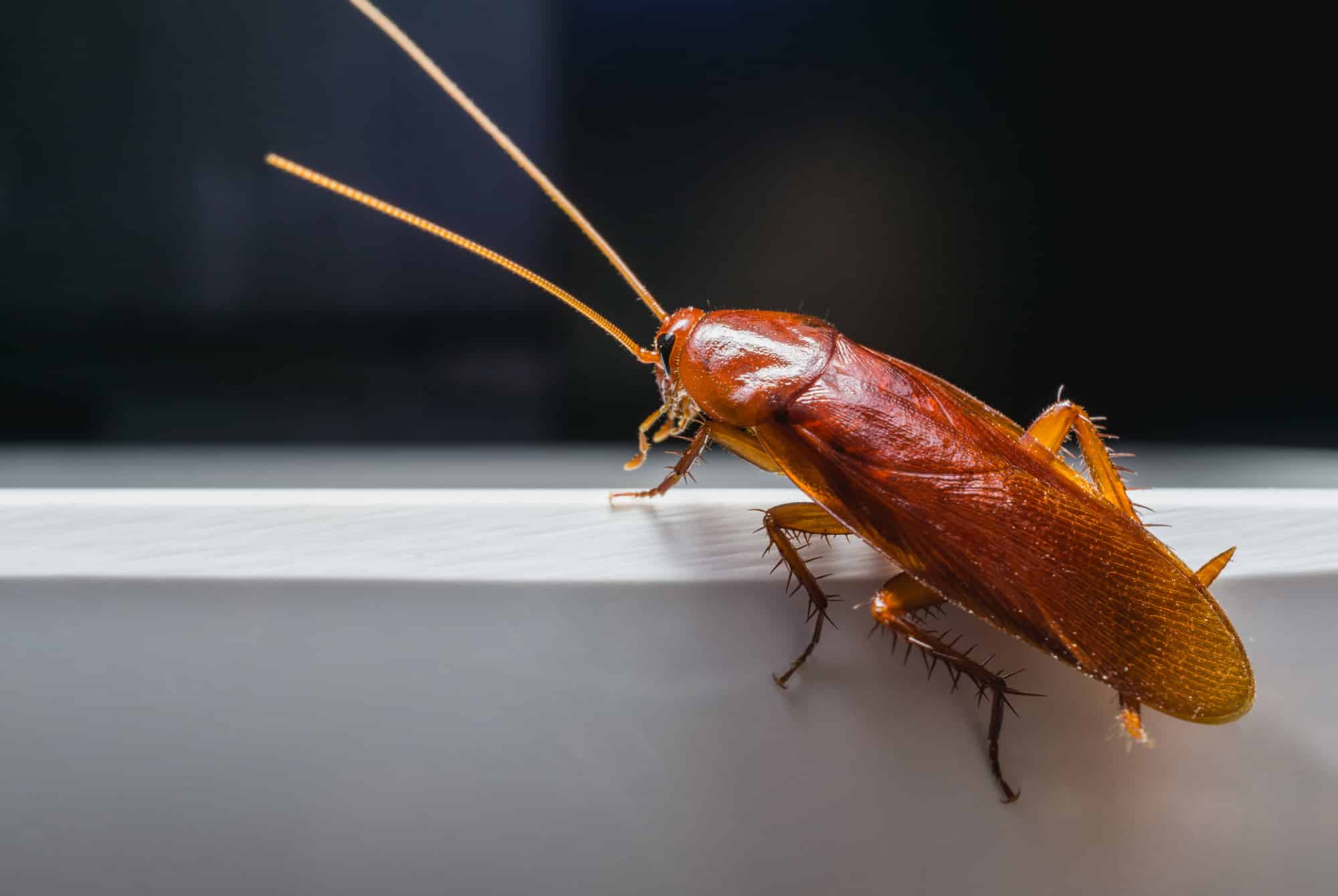 Cockroach Pest Control