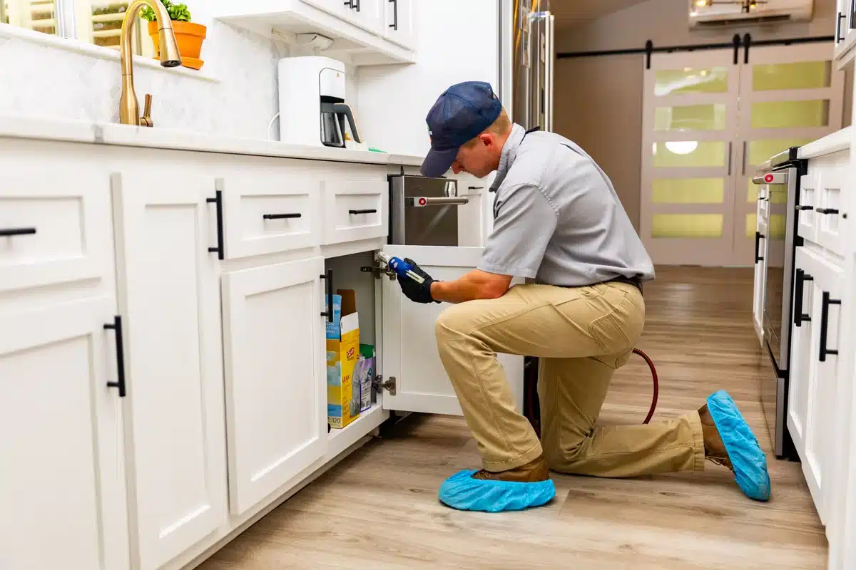 Cockroach Control Abu Dhabi