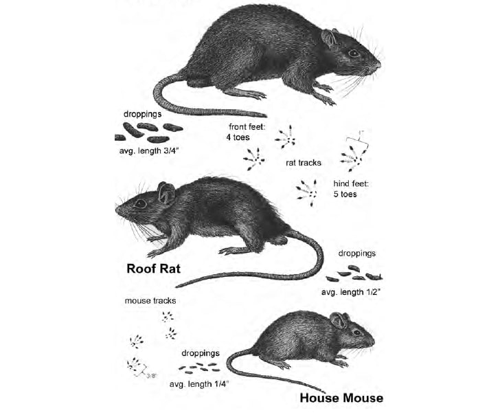 Rodent Control Abu Dhabi