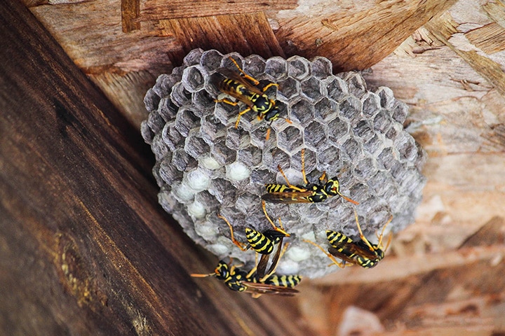 Wasp Control