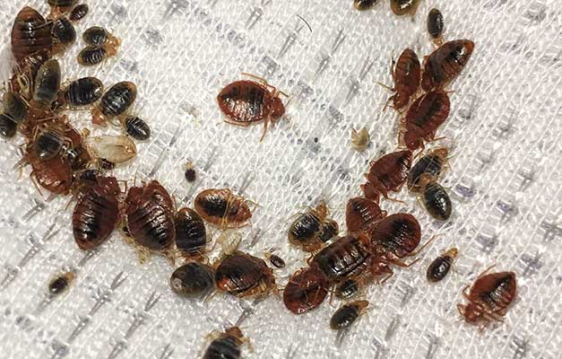 Bed Bugs Control in Abu Dhabi