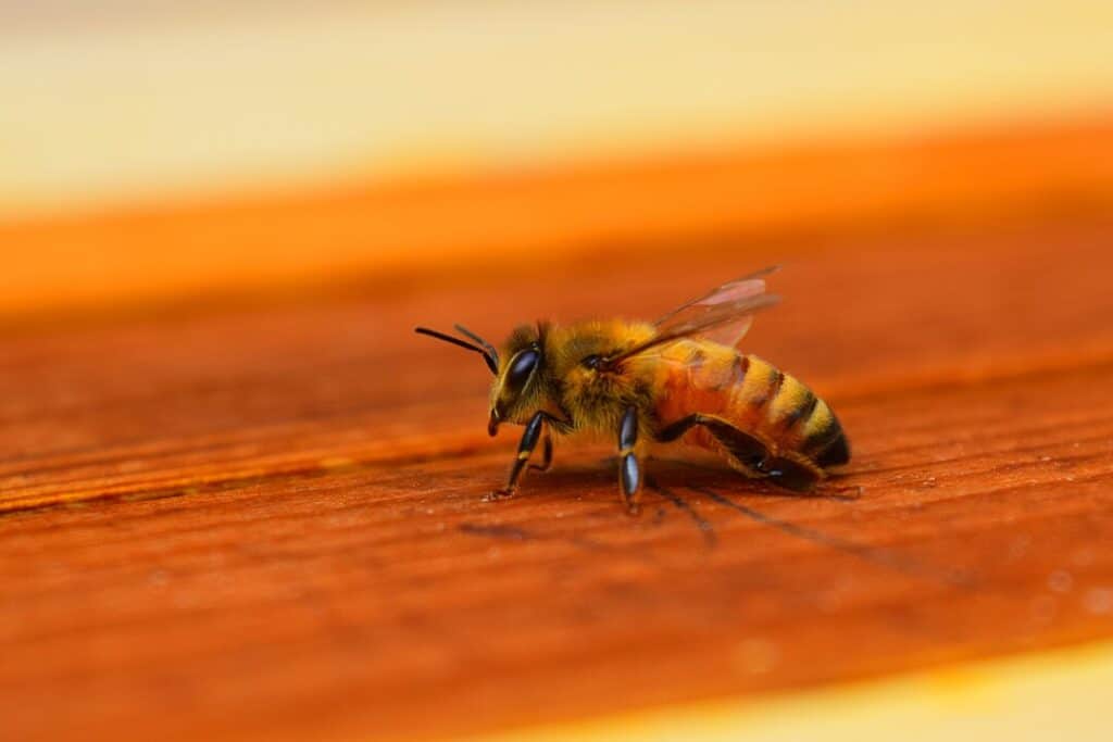 bee removal abu dhabi elite defence pest control