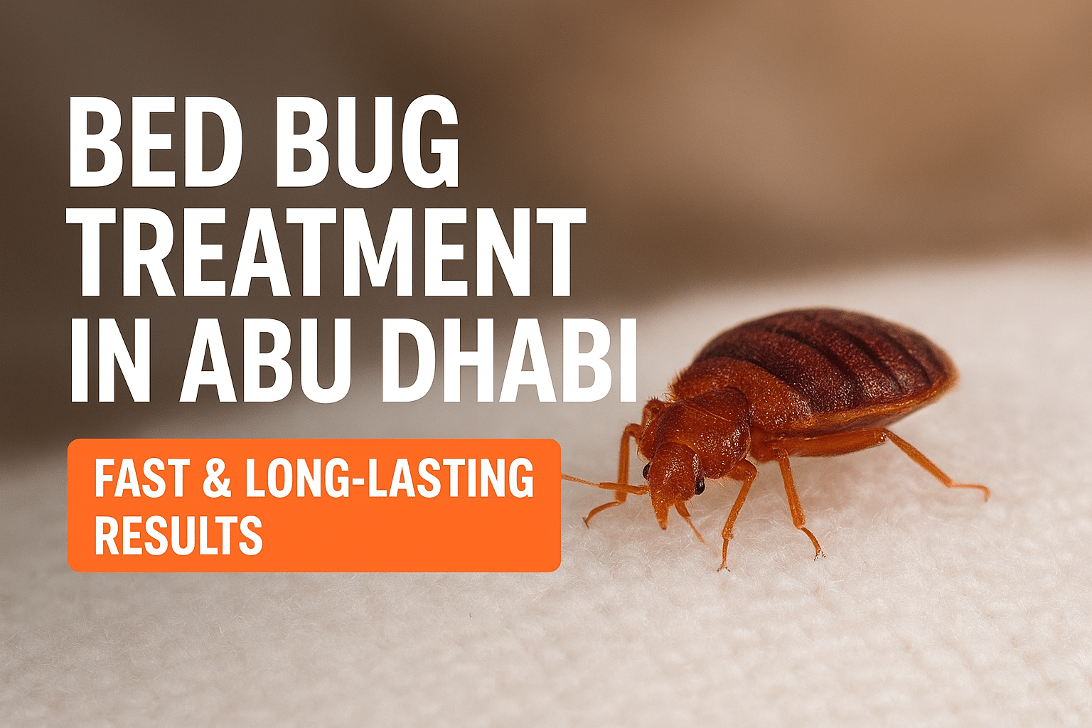 Bed Bug Treatment in Abu Dhabi