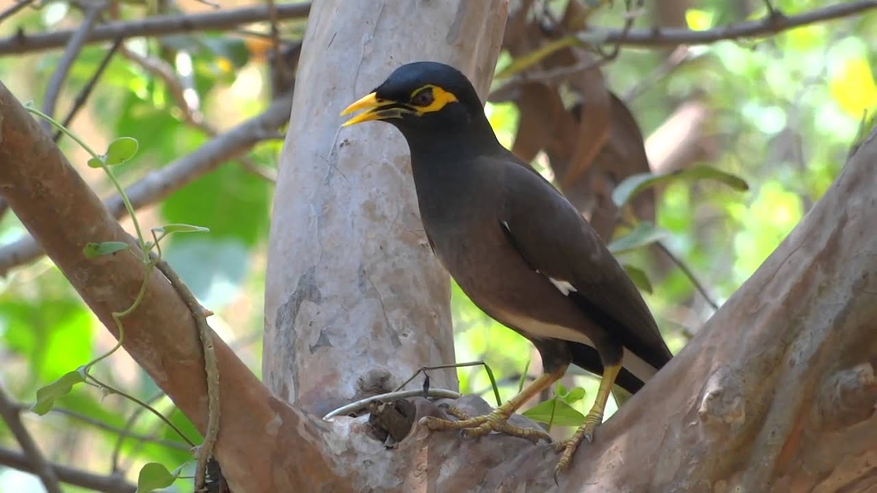 Common Myna bird