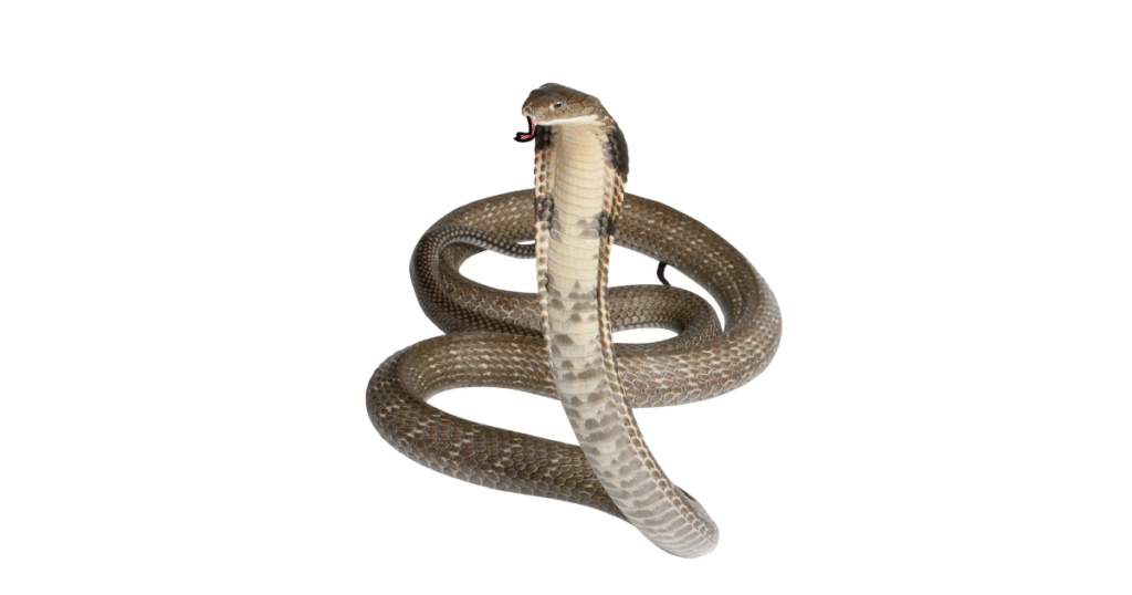 Expert Snake Control Services in Abu Dhabi