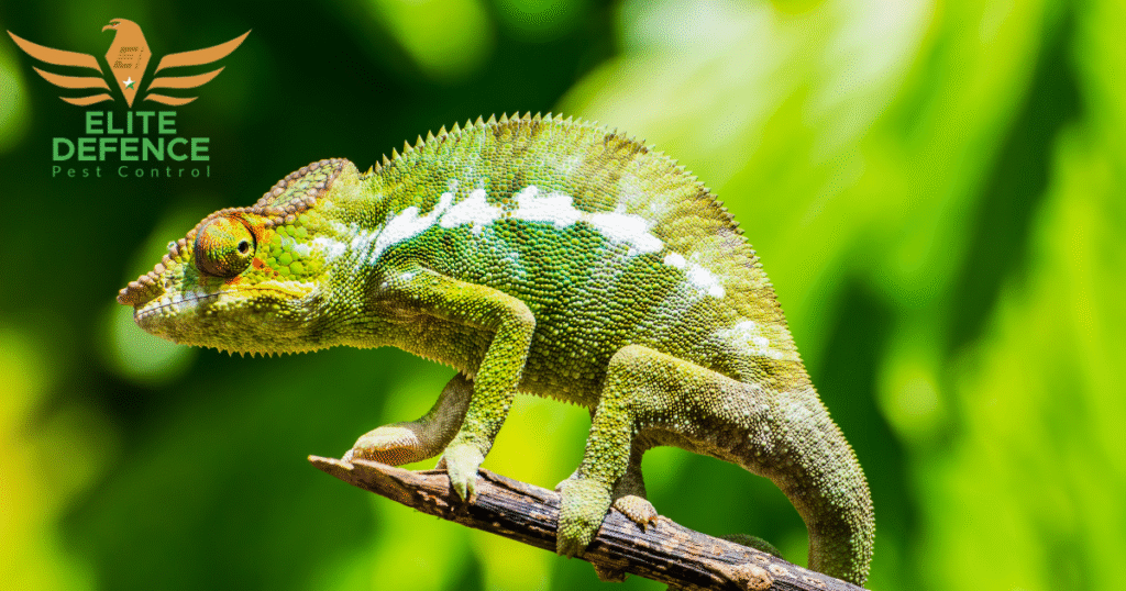Professional Reptile Removal in Abu Dhabi Living in Abu Dhabi offers residents the perfect blend of year-round sunshine, modern infrastructure, and natural beauty. Yet, this warm desert climate also creates ideal conditions for reptiles such as geckos, lizards, and even the occasional snake. While most of these creatures play an important role in maintaining ecological balance, their presence inside homes, offices, or gardens can cause discomfort, fear, and potential health risks.If you’ve noticed a reptile on your property, it’s essential to act quickly and safely.