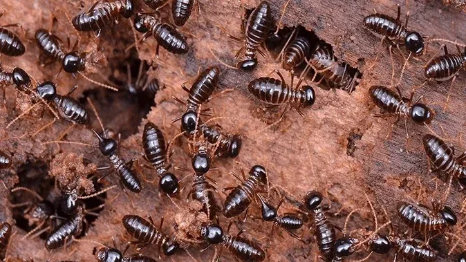 Termite control in abu dhabi