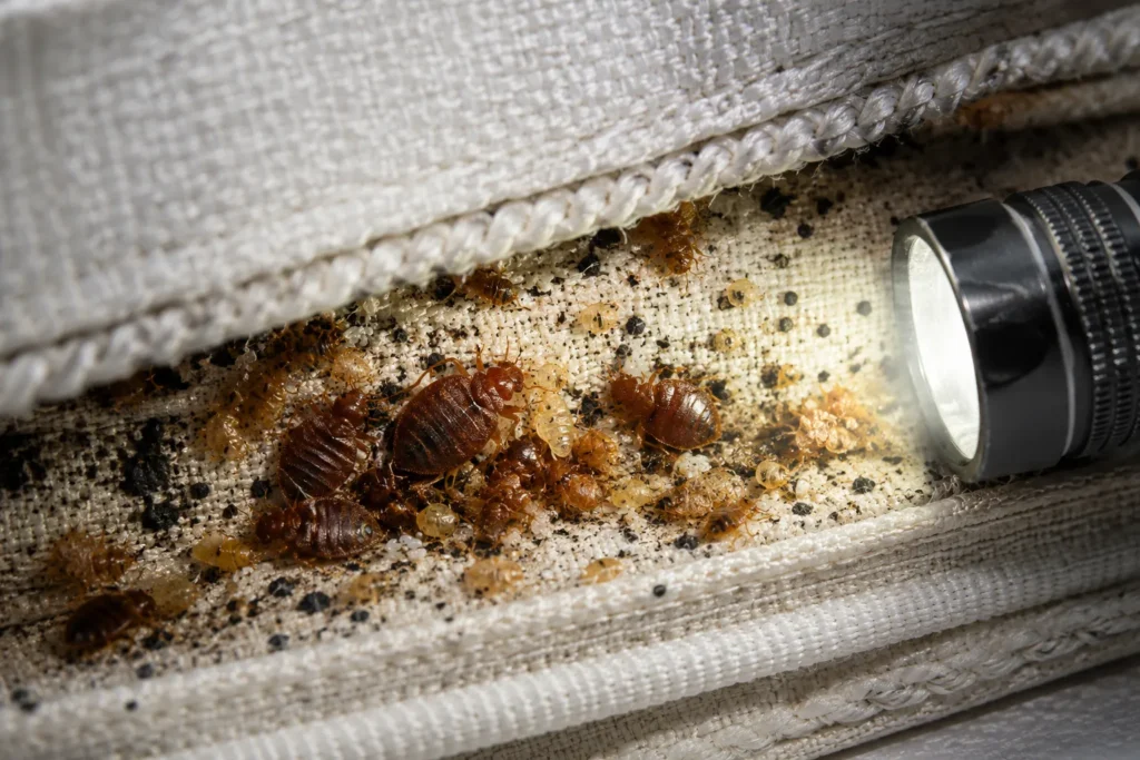 bed bug hidding place