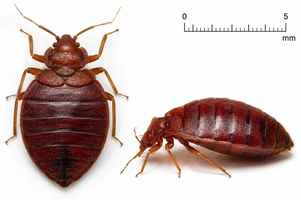 identify bed bugs