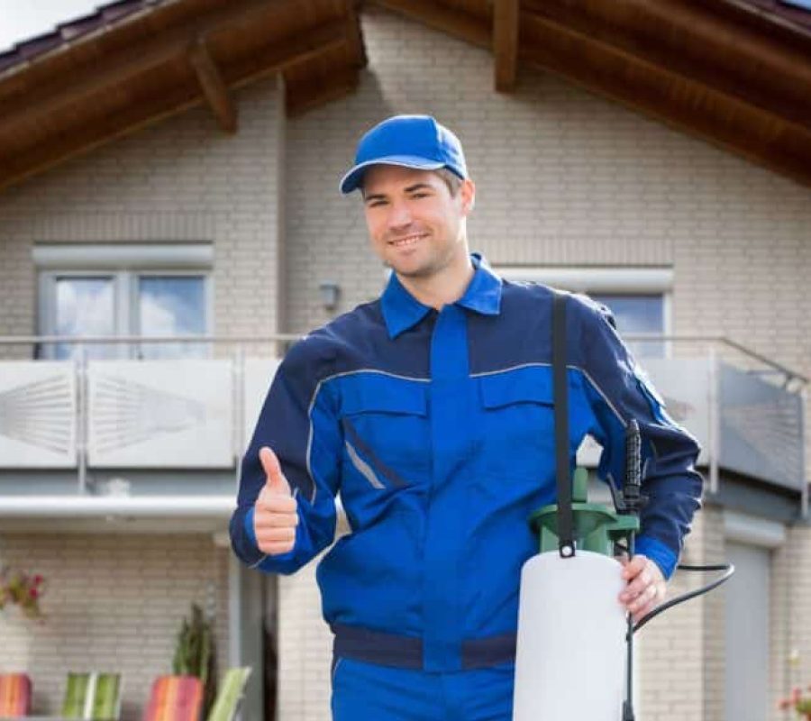 Cockroaches Pest Control Abu Dhabi